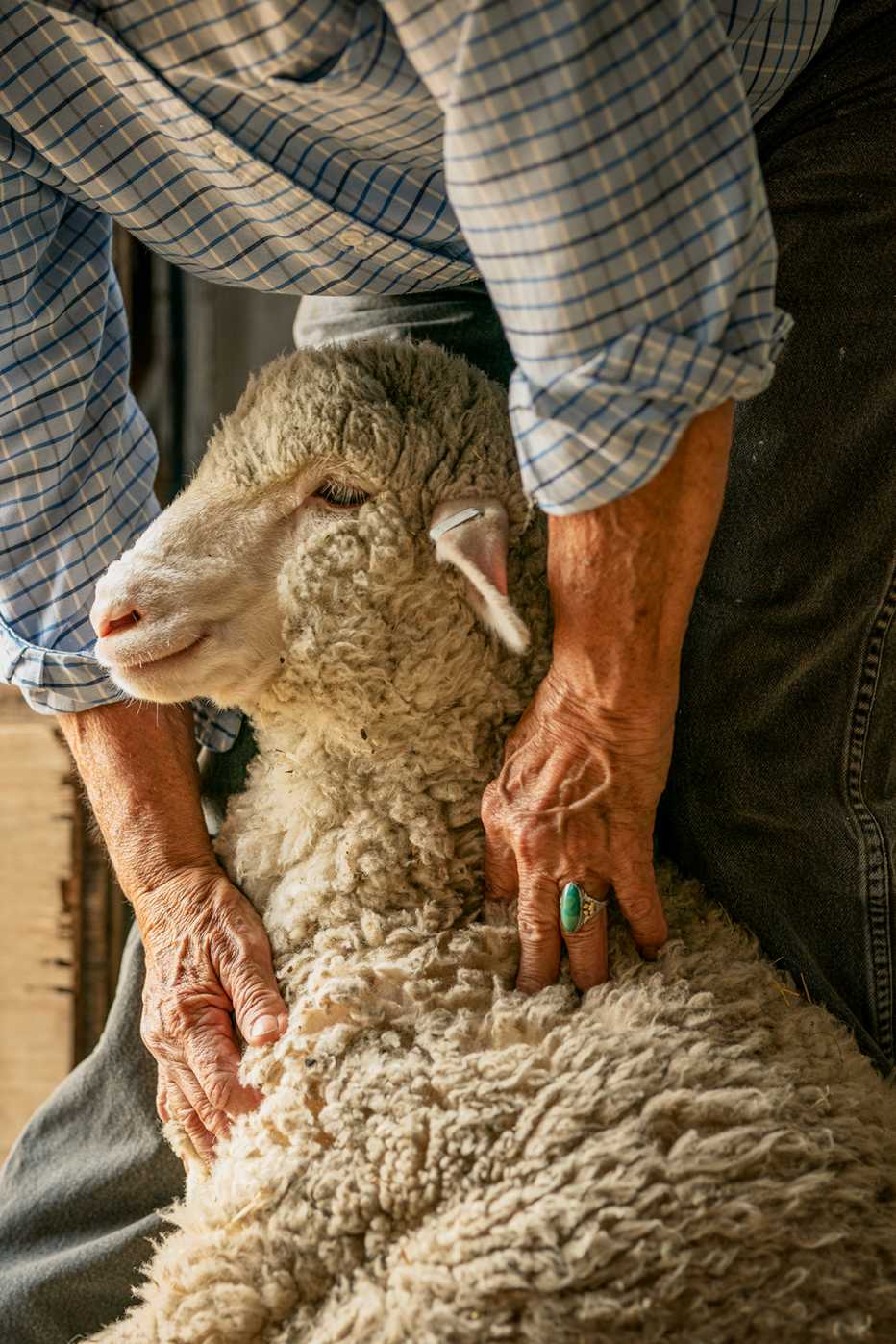 a woman bending down to touch a sheep