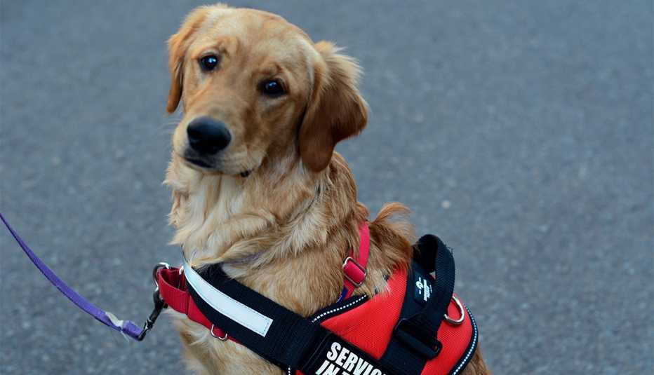 A service dog in training walks with its trainer in Santa Fe, New Mexico.