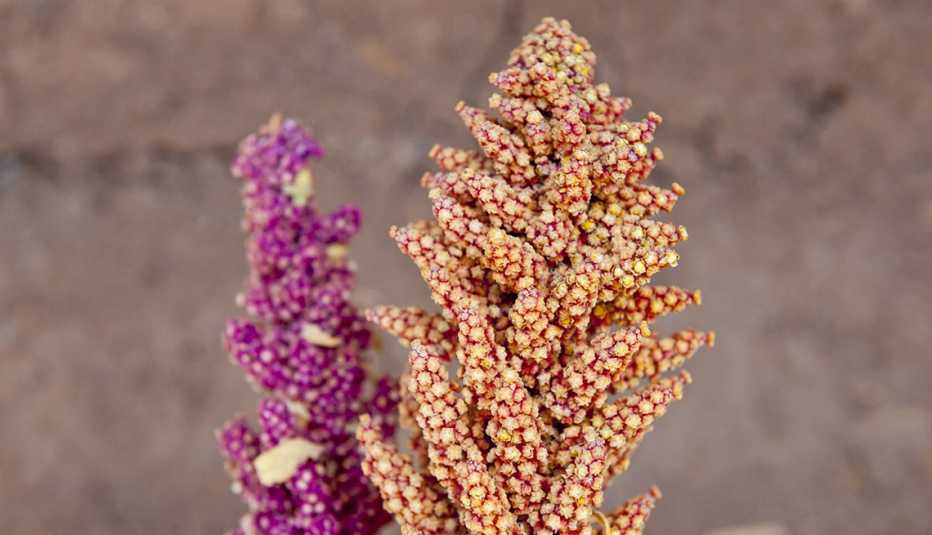 Espiga con granos de quinoa
