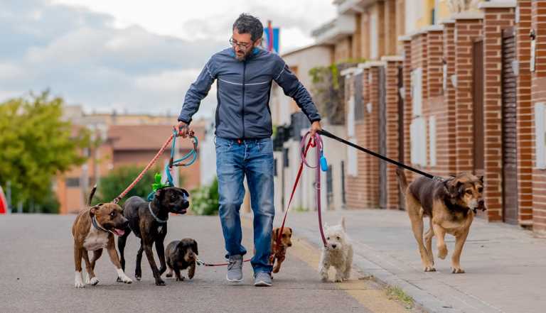 Un hombre caminando varios perros
