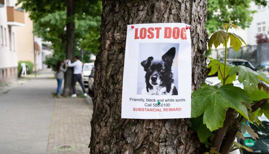 Árbol con un anuncio de un perro perdido