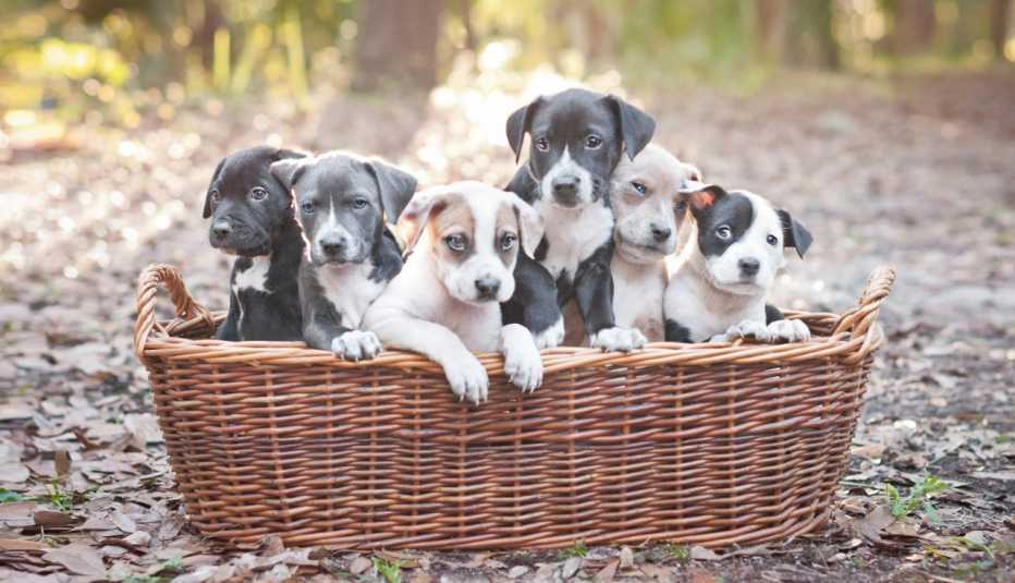 Canasta con 6 cachorros de dos meses de la raza Pit Bull en un bosque.