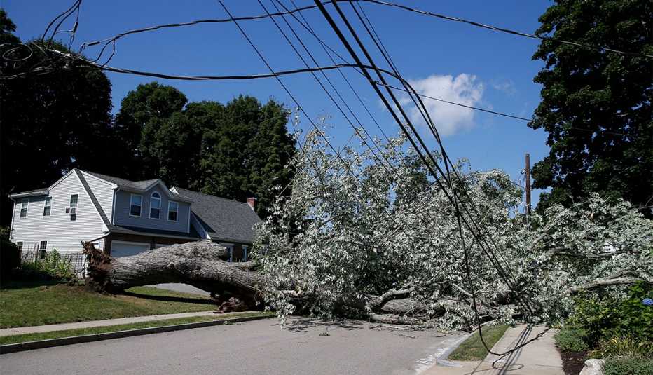 Árbol caído sobre líneas de energía en Waltham, MA, después del paso de la tormenta tropical Isaias. Agosto 5, 2020