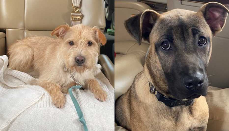 (De izquierda a derecha) Daisy y Max, los perros de rescate adoptados por Linda Lavin.