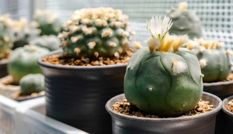 Cactus florecientes en diferentes macetas agrupadas