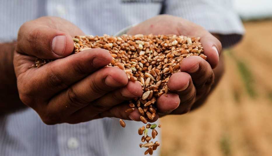 Una persona sosteniendo en sus manos semillas de trigo