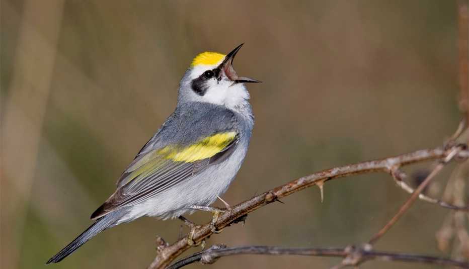 Imagen de un pájaro de color gris, blanco y amarillo