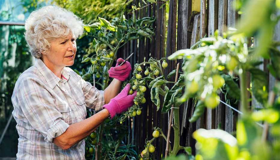 Mujer poda algunas plantas de tomate