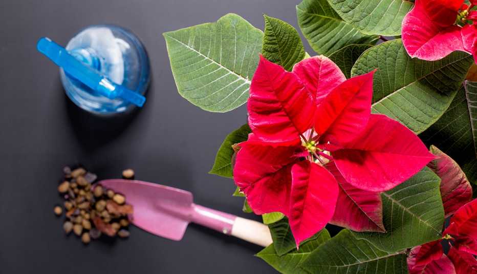 En la imagen hay una flor estrella navideña o poinsettia y una pala para el cuidado de plantas de interior