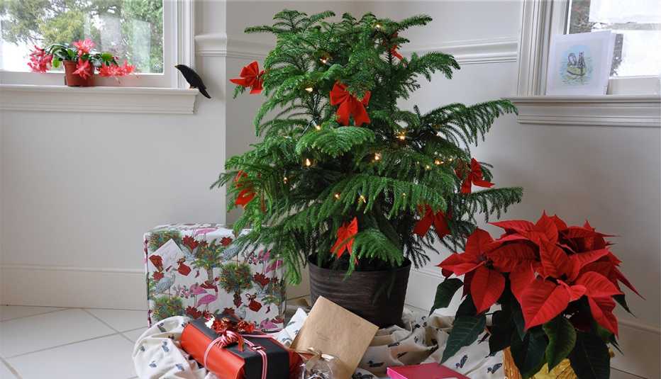 Pino de Norfolk decorado para Navidad