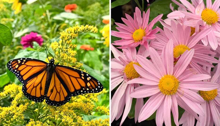 Mariposa se posa sobre unas plantas a la izquierda y unas flores con pétalos largos a la derecha