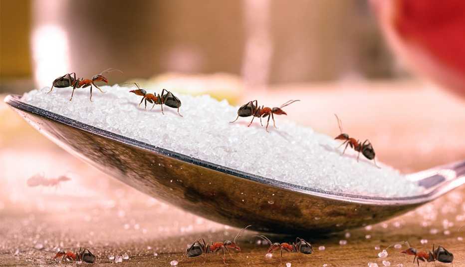 Hormigas sobre una cuchara de azúcar
