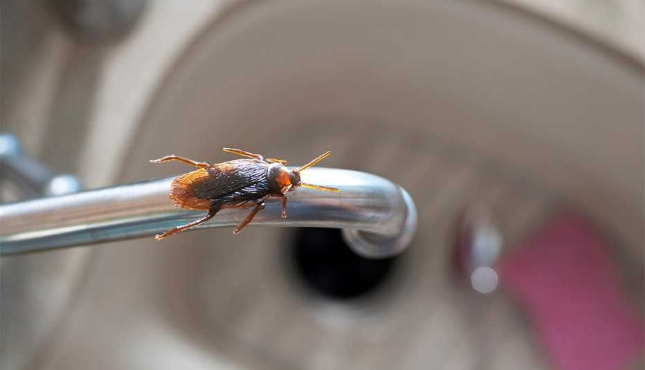 Una cucaracha sobre un grifo de agua de la cocina