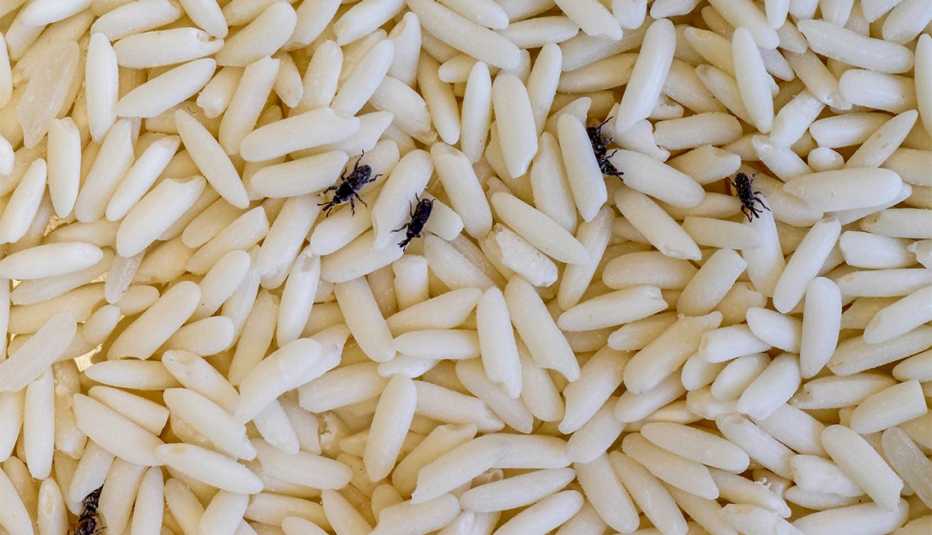 Gorgojos entre granos de arroz