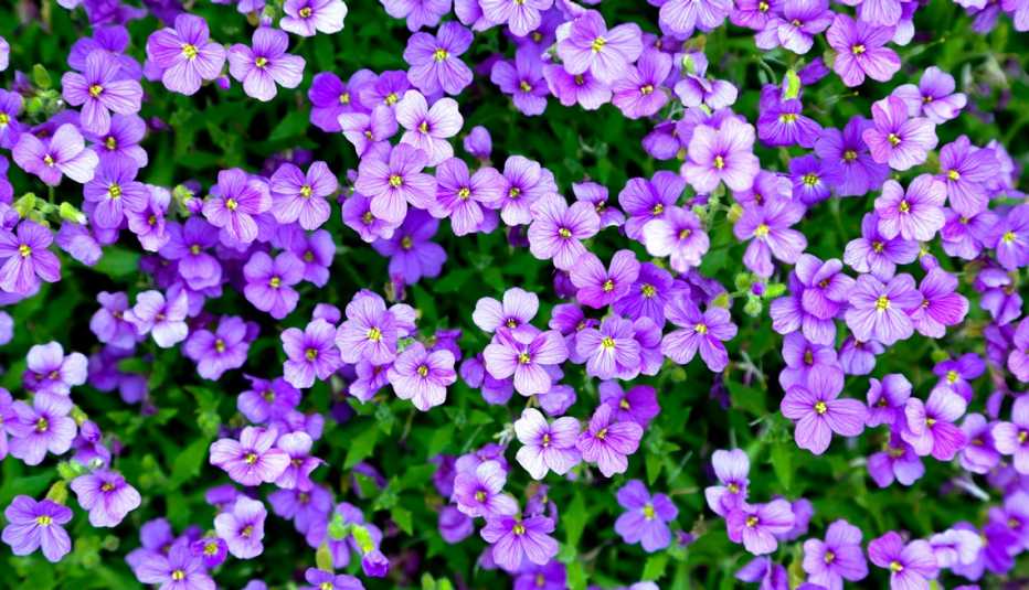 Phlox violeta florecida