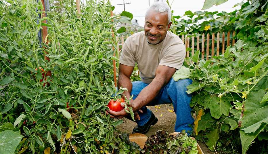 Un hombre recoge tomates en su jardín