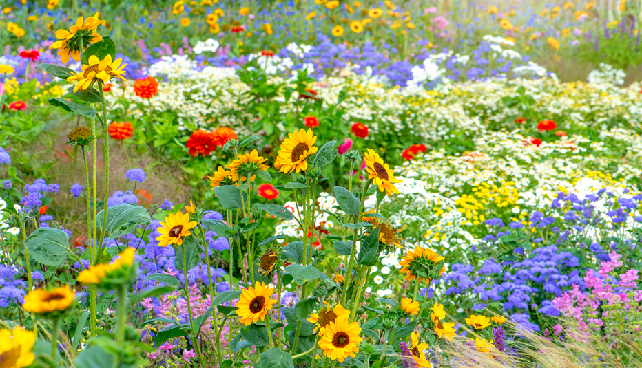 Jardín con flores que se ven bien en racimos como girasoles y cinias