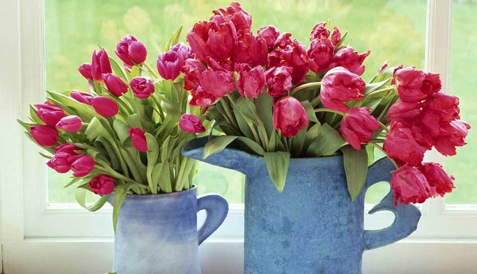 Dos jarras azules con tulipanes rojos