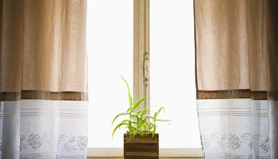 Una planta frente a una ventana
