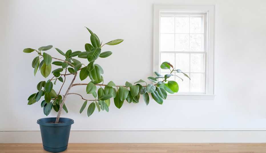 Ficus elástica a lado de una ventana
