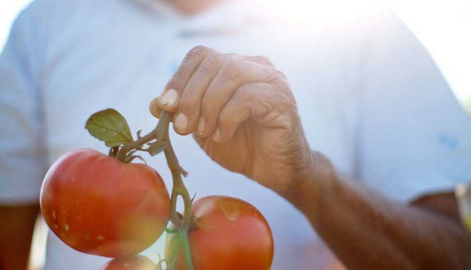 Una mano sosteniendo un rama de tomates
