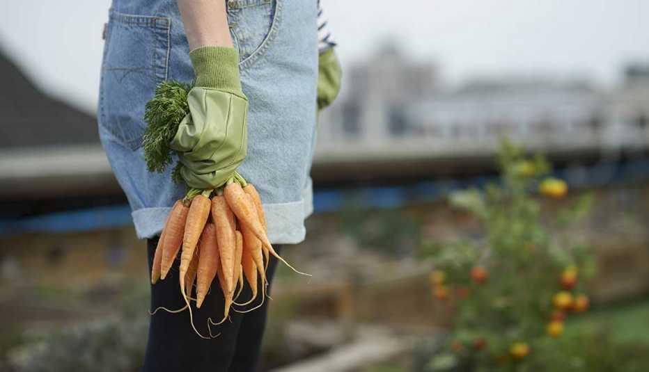 Una mano con guante sosteniendo un racimo de zanahorias