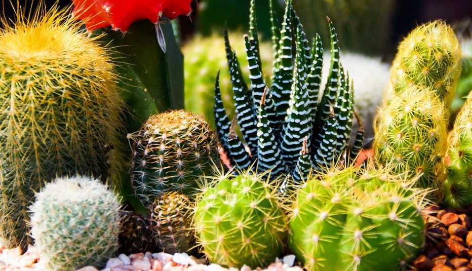 Variedad de cactus