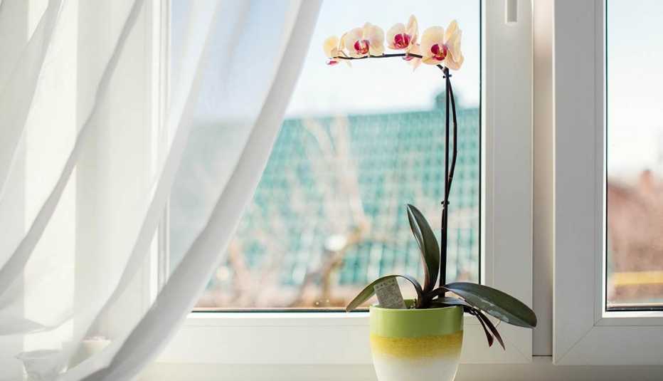 Maceta con una orquídea en una ventana