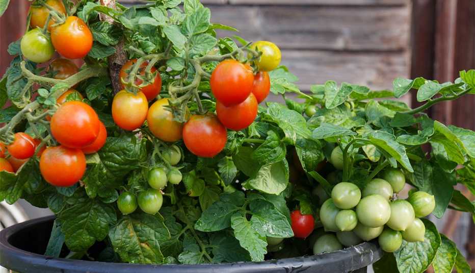 Planta de tomates en una maceta