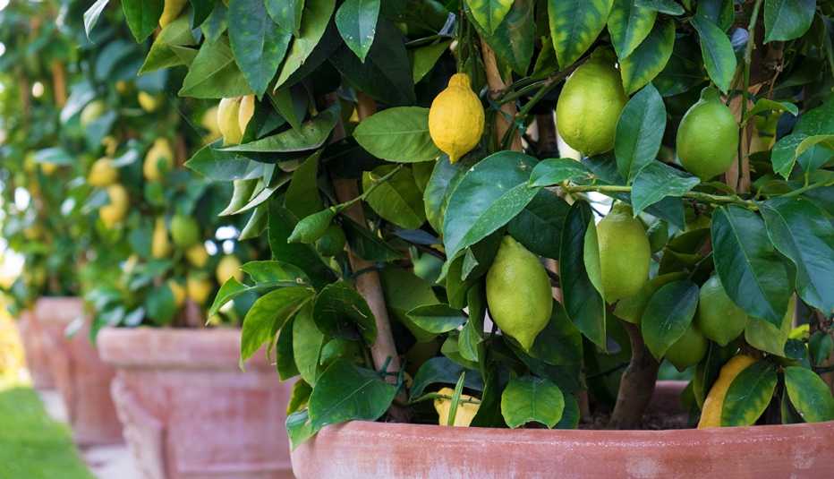 Árbol de limones en una maceta