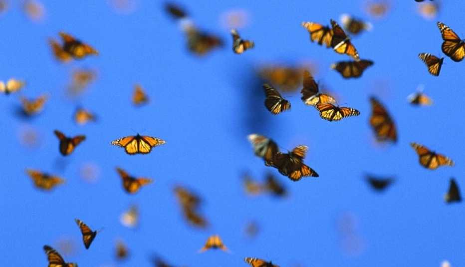 Mariposas como representación de la existencia de los milagros