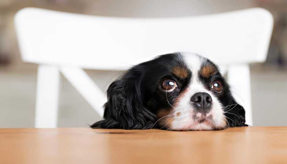 Perro con cara de tristeza - Alimentos que pueden intoxicar a las mascotas 