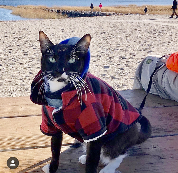 El gato Sushi con correa en la playa