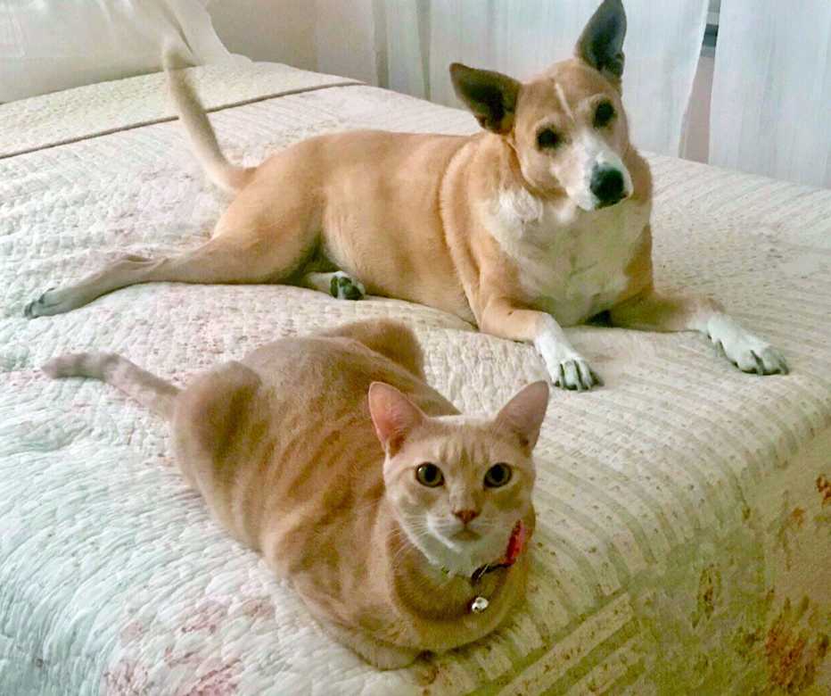 Un gato y un perro acostados sobre una cama