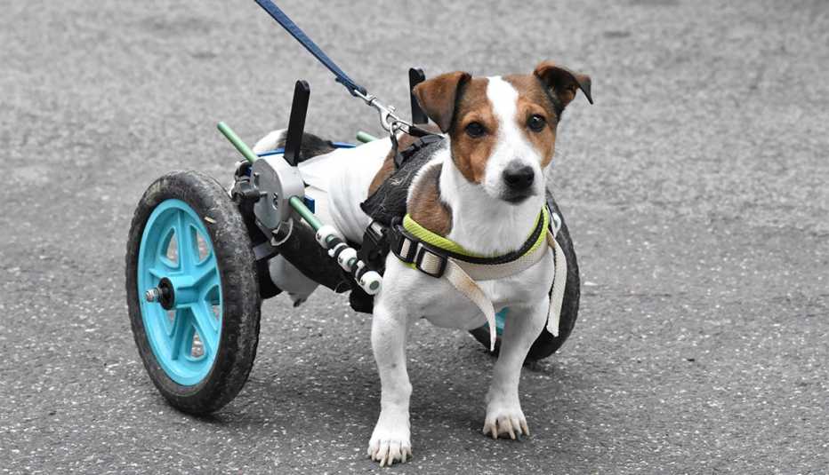 Perro camina con la ayuda de dos ruedas de apoyo