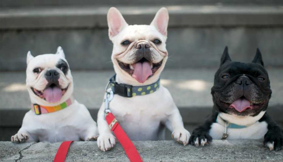 Tres bulldogs franceses sonrientes