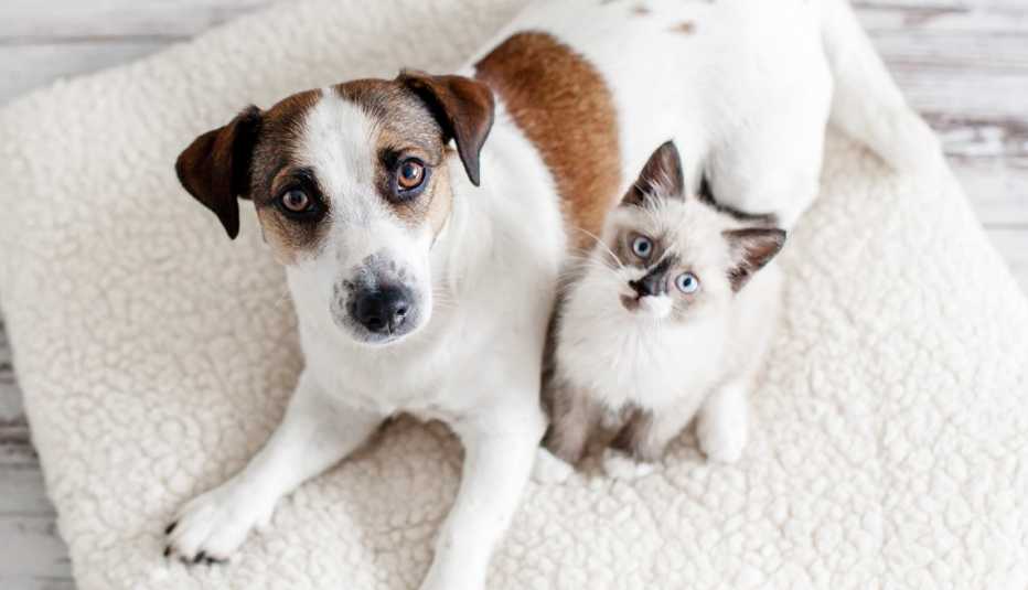 Un perro y un gato sentados juntos en una cama para mascotas