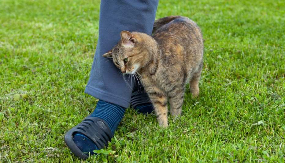 Gato atigrado frotándose en la pierna de una persona