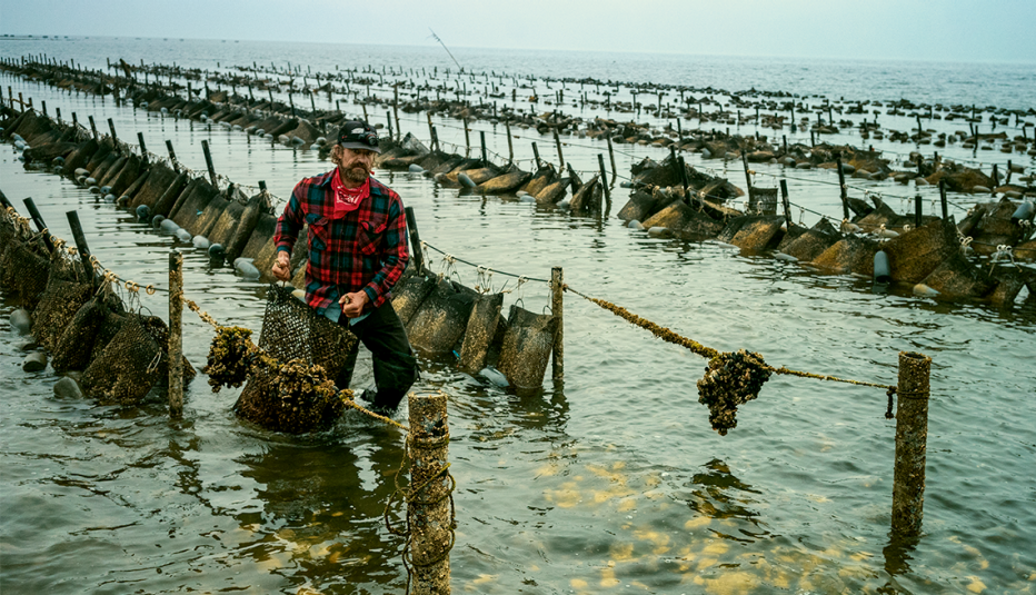 Adam James cosechando ostras