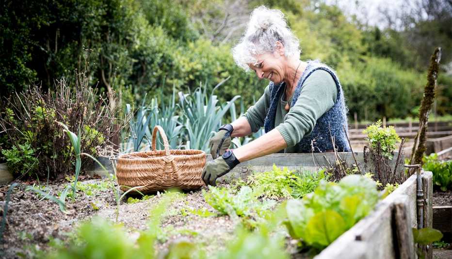 woman tending to lettuce at raised beds