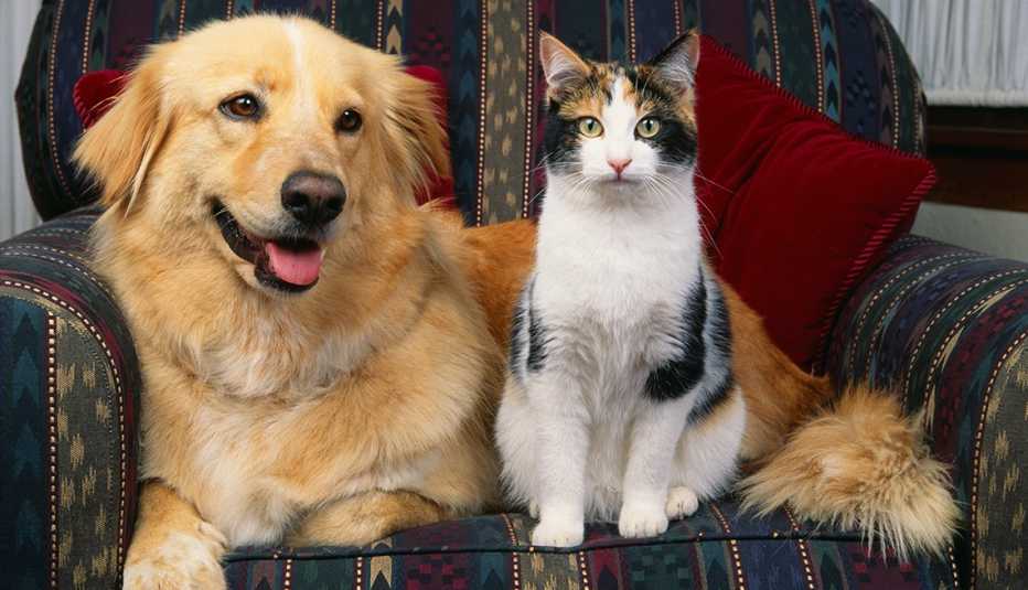Un perro y un gato sentados juntos en un sofá