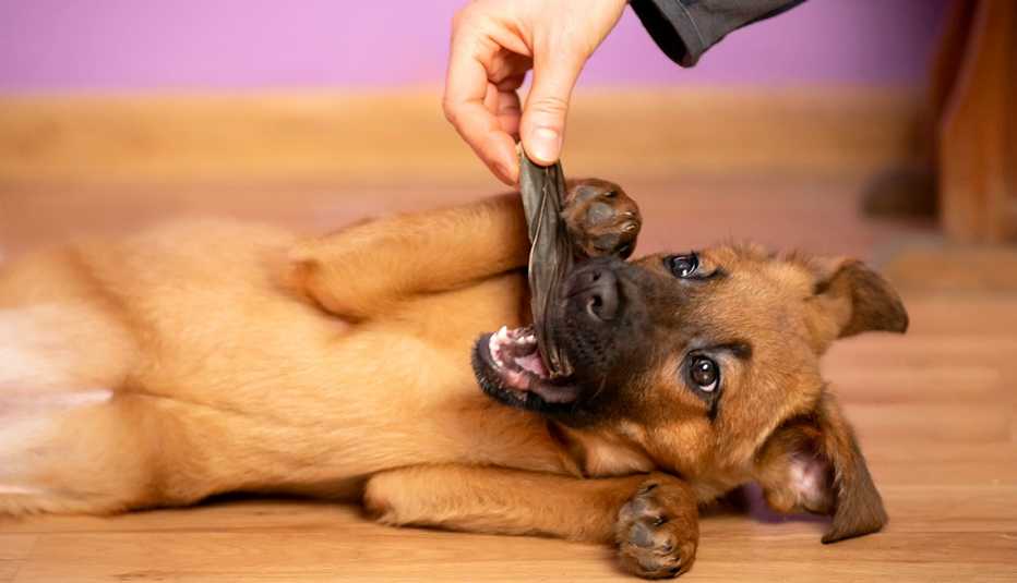 Un cachorro feliz tendido en el suelo, mordiendo una golosina que le da un humano