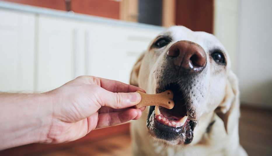 Dueño de mascota alimentando a su Labrador Retriever en la cocina de su casa