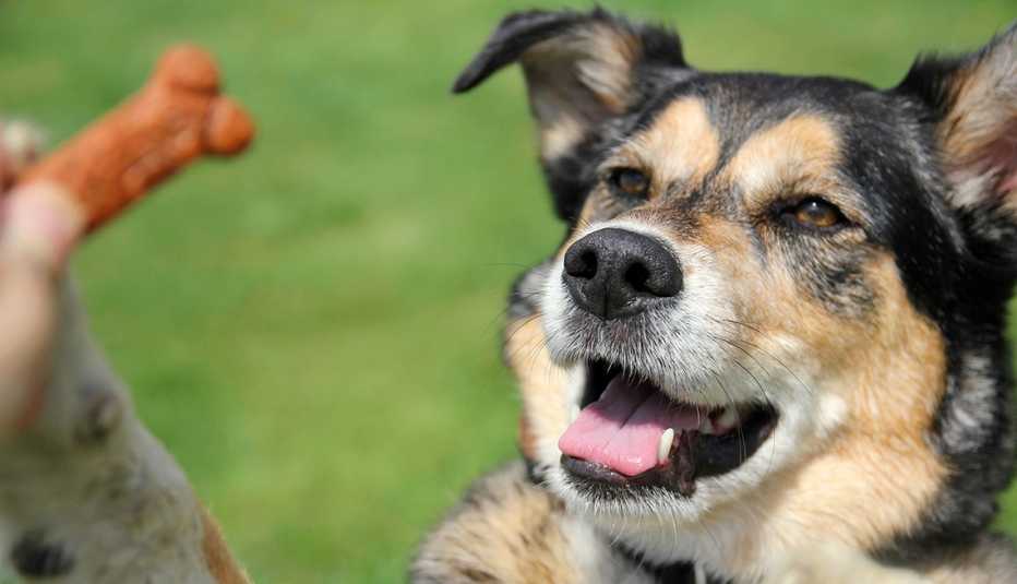 Un lindo perro de raza mixta de pastor alemán y Border Collie está emocionado de recibir una galleta
