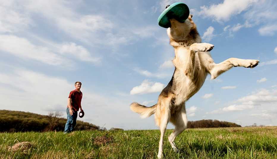 Un perro atrapa un disco volador de su dueño en un parque.