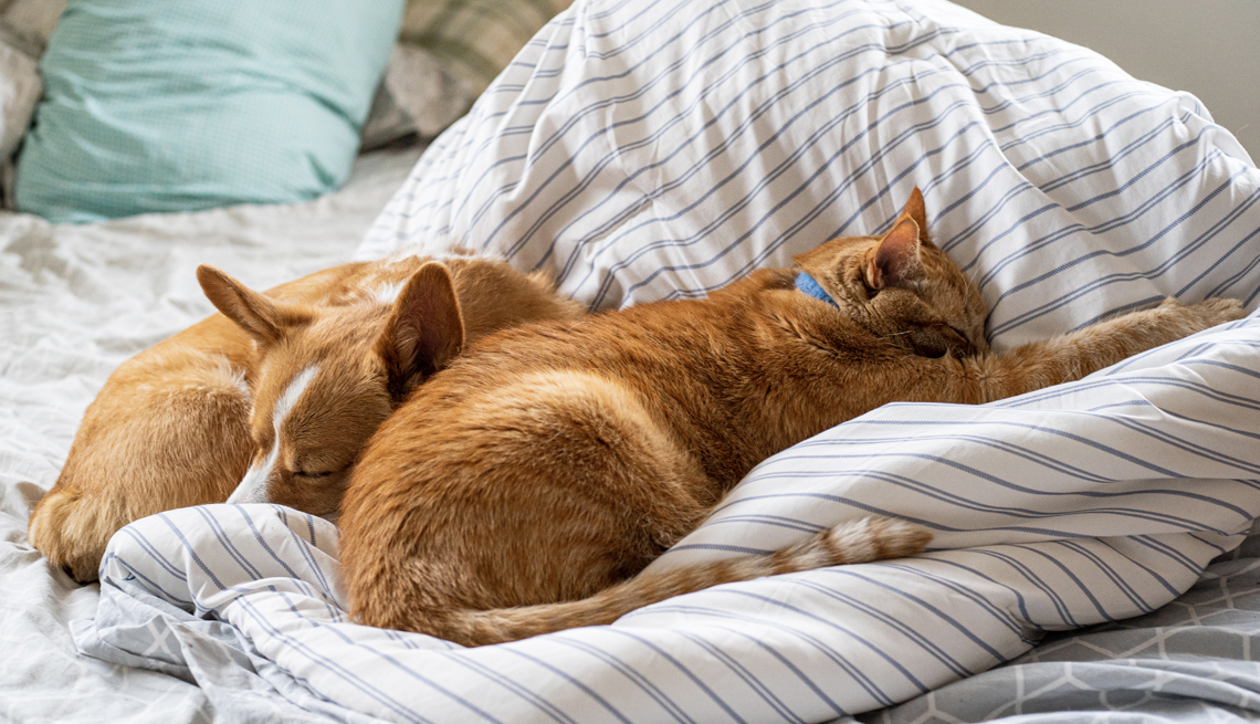 Un perro y un gato durmiendo en una cama