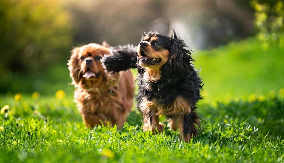 dos perros cavalier king charles spaniel caminando por la hierba verde en un día soleado