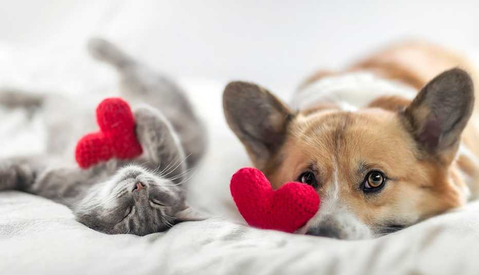 Un gato y un perro en una cama y cada uno tiene un corazón tejido