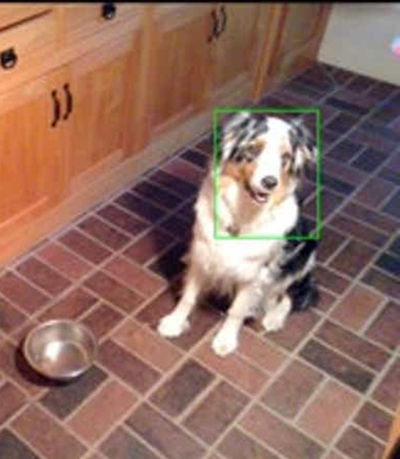 Imagen de una cámara wifi de un perro con un cuadro verde alrededor