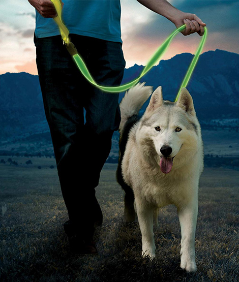 Una persona lleva a un perro con su collar